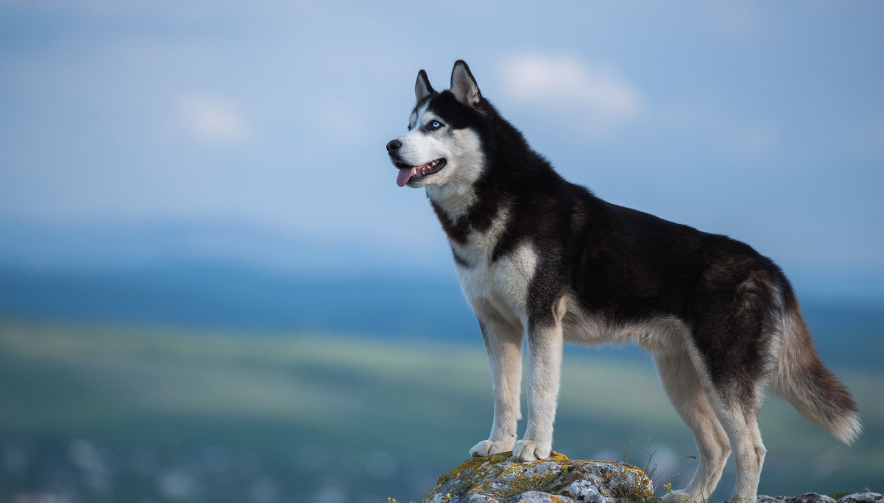 The Toughest and Most Aggressive Dog Breeds